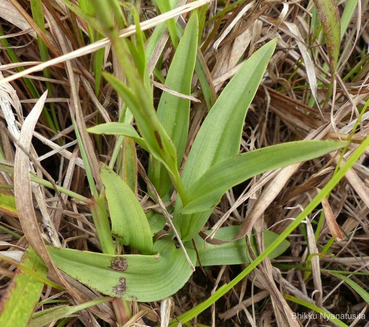 Peristylus spiralis A.Rich.